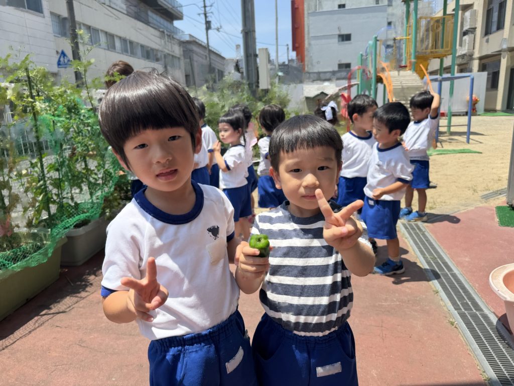 ☆夏野菜の収穫☆