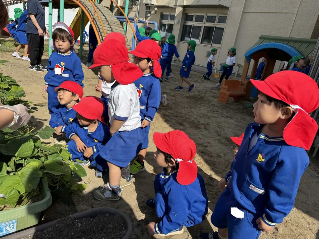 ２歳児☆芋ほり